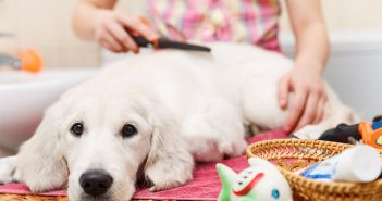 Coronavirus: Le Toelettature possono riaprire. Ma decidono le Regioni Toelettatore Toelettatura Cane Labrador