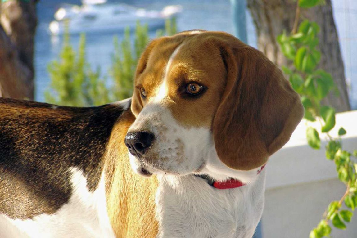 Beagle