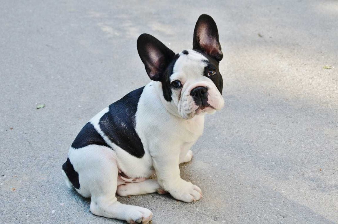 Bulldog francese