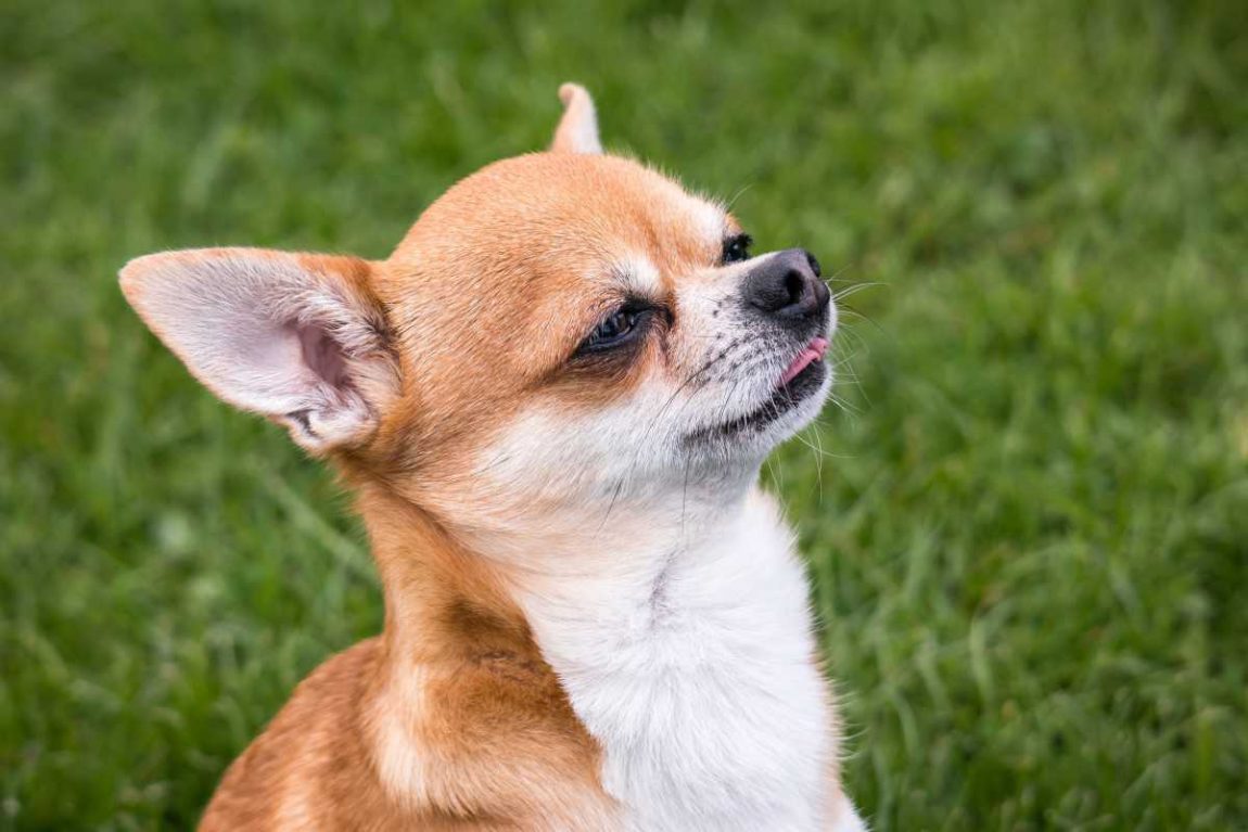 Chihuahua pelo corto
