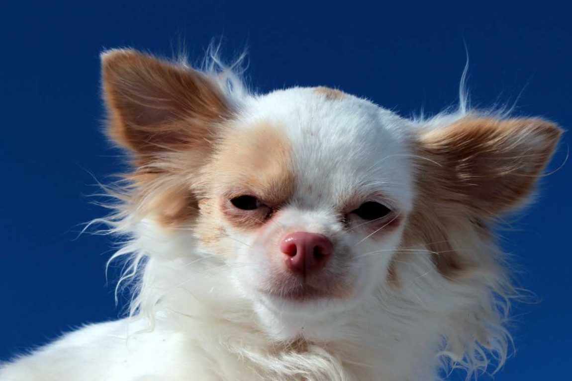 Chihuahua pelo lungo