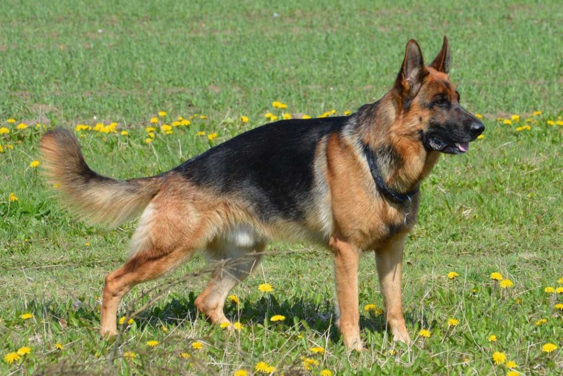 Pastore tedesco pelo corto German shepherd