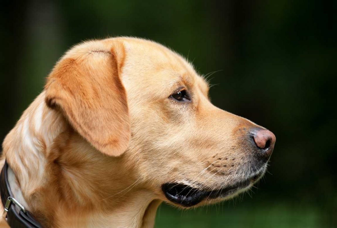 Labrador retriever