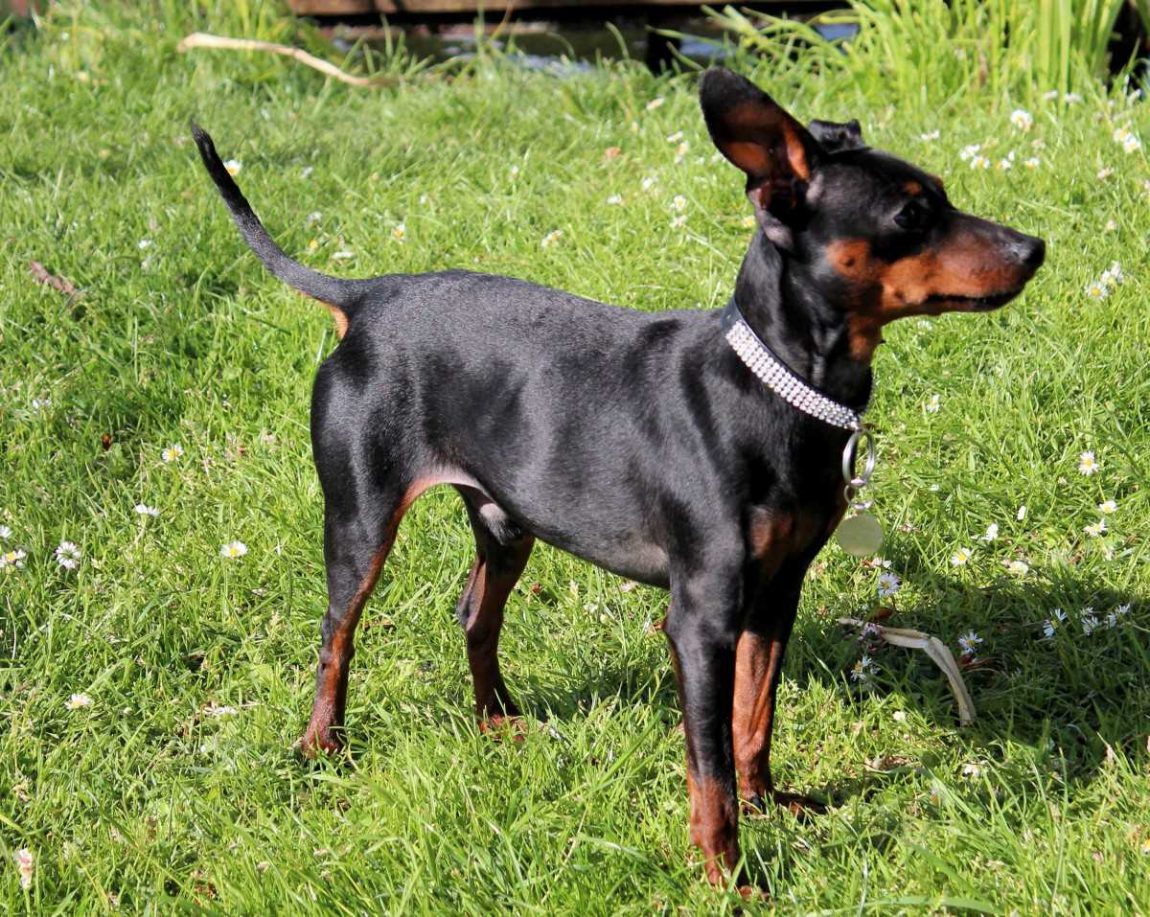 Pinscher