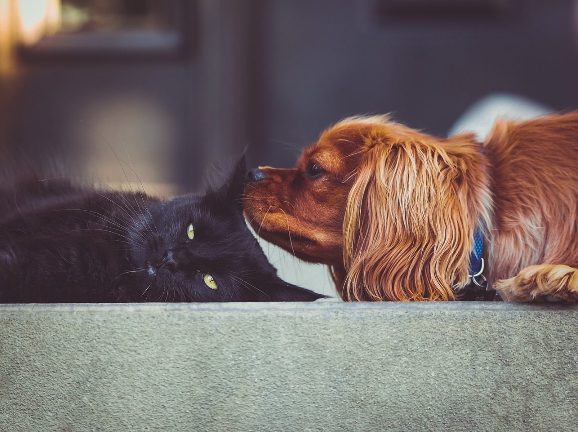 Assicurazione cane e gatto